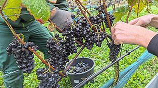Die Weinlese ist in vollem Gange und das Beste daran ist der Federweiße.