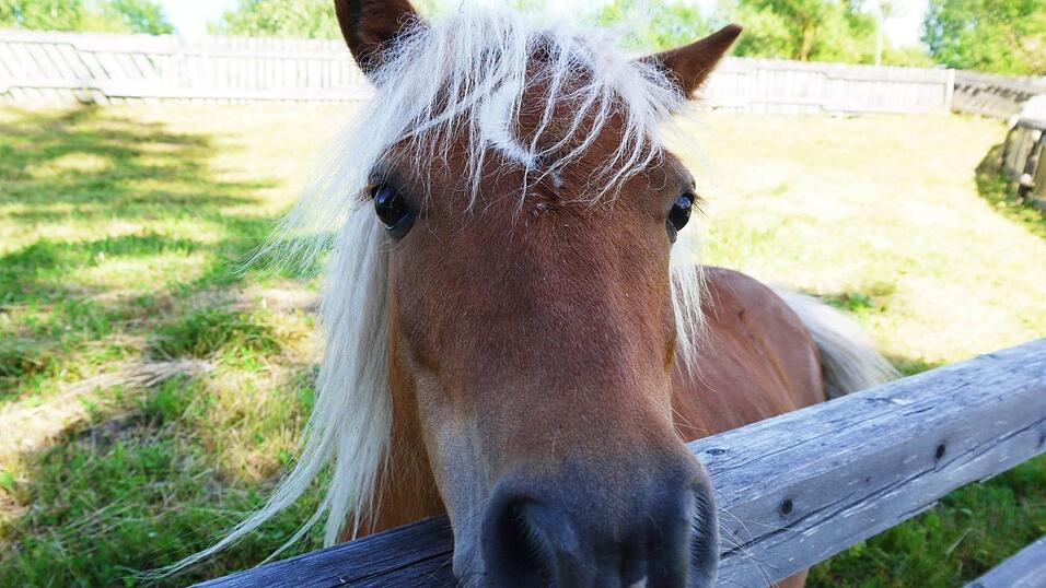 Im Erlebnispark Volgsam gibt es viele Tiere zu sehen und zu streicheln. Im Erlebnispark Volgsam gibt es viele Tiere zu sehen und zu streicheln.