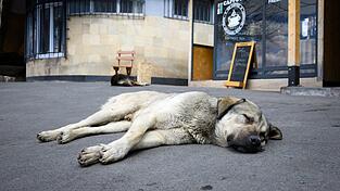 Straßenhunde sind oft gar nicht so unglücklich und allein, wie viele hierzulande meinen. (Archivbild)