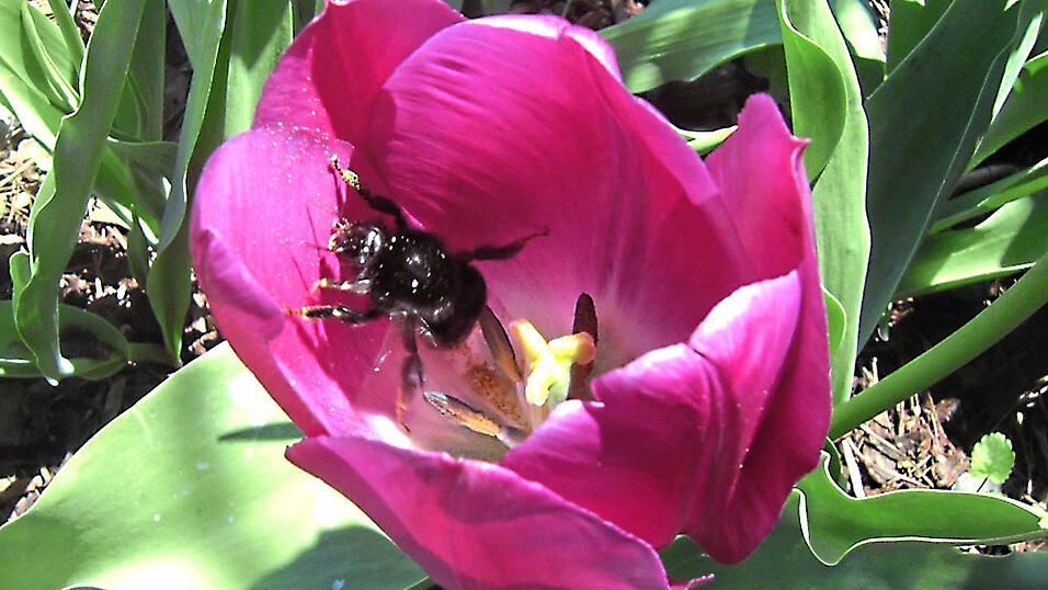 Die Hummel, die einen kurzen Sonnenstrahl geschickt zu nutzen weiß, hat Johann Groß aus Kößnach aufgenommen.