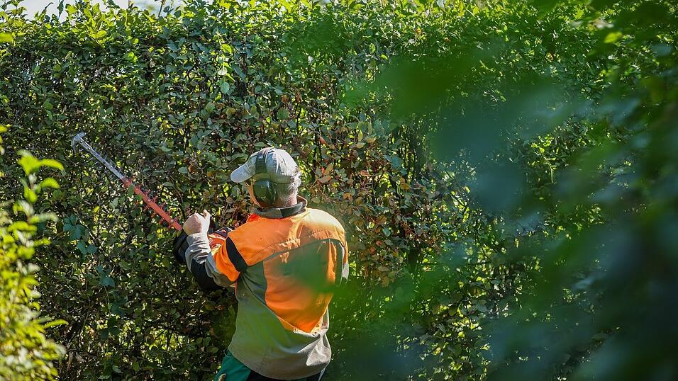 Radikale Heckenschnitte sind verboten. (Archivbild) Radikale Heckenschnitte sind verboten. (Archivbild)