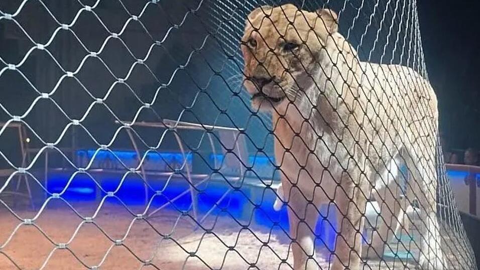 Raubkatzen wie beim Circus Krone dürfen auch weiterhin in Regensburg in der Manege sein. Ein Antrag der Grünen scheiterte. Raubkatzen wie beim Circus Krone dürfen auch weiterhin in Regensburg in der Manege sein. Ein Antrag der Grünen scheiterte.