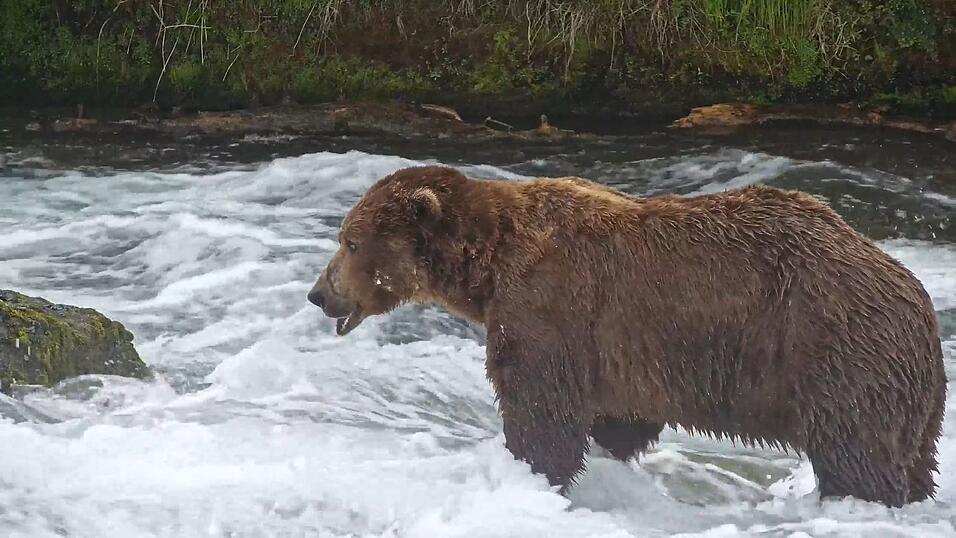 Braunbär «Chunk» holte 2025 den Siegertitel. Braunbär «Chunk» holte 2025 den Siegertitel.