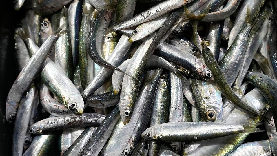 Der Gro&szlig;teil des europ&auml;ischen Bedarfs an Sardinen wird mit Importen aus Marokko gedeckt. (Symbolbild)