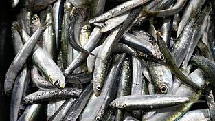 Der Großteil des europäischen Bedarfs an Sardinen wird mit Importen aus Marokko gedeckt. (Symbolbild) Der Großteil des europäischen Bedarfs an Sardinen wird mit Importen aus Marokko gedeckt. (Symbolbild)