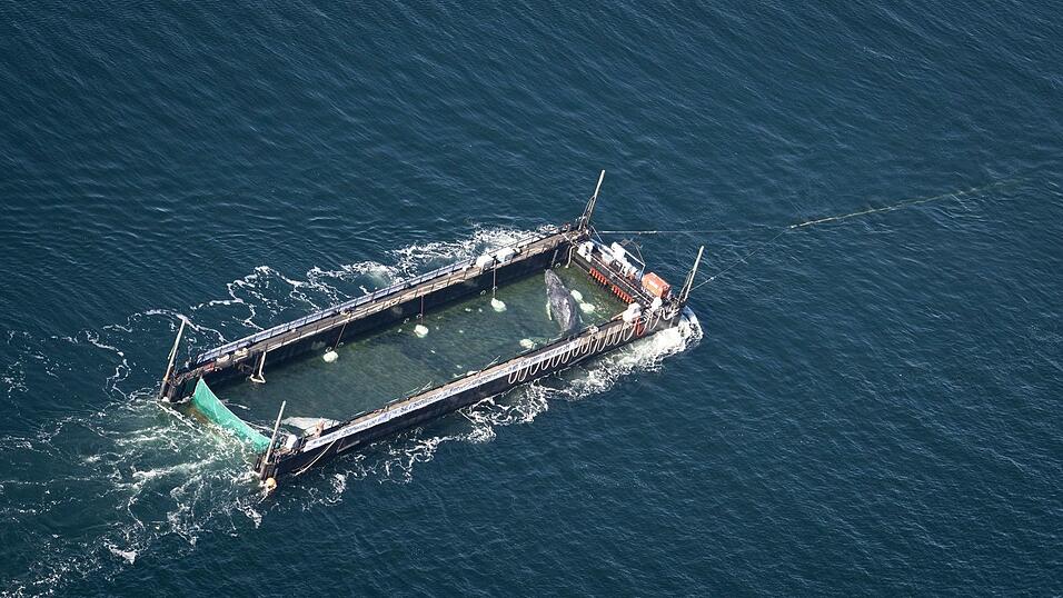 Der Buckelwal war Anfang M&auml;rz erstmals in der Ostsee gesehen worden.