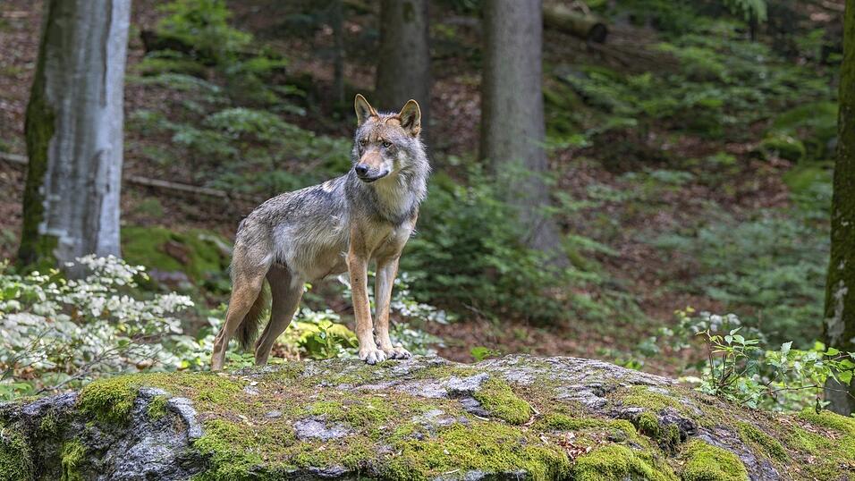 Die Wolfspopulation in Deutschland entwickelt sich „günstig“, findet das Bundesumweltministerium - aber nur im Nordwesten. In Bayern hält man sich mit Kritik daran nicht zurück. Die Wolfspopulation in Deutschland entwickelt sich „günstig“, findet das Bundesumweltministerium - aber nur im Nordwesten. In Bayern hält man sich mit Kritik daran nicht zurück.