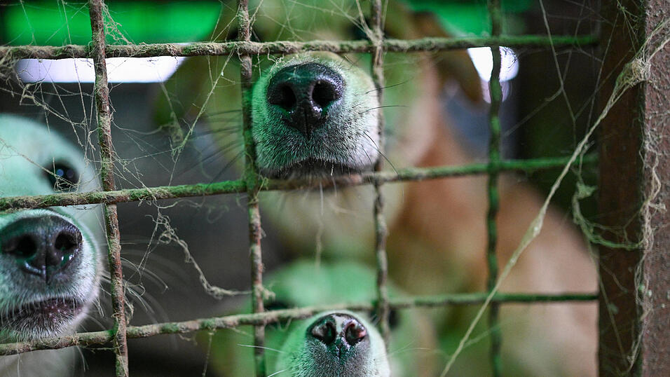 Die Tiere waren laut Veterin&auml;ramt in sehr schlechtem Zustand. (Symbolbild)