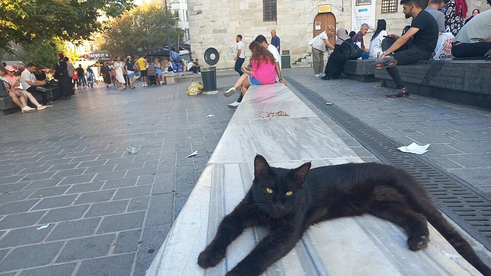 Man trifft sie wirklich überall an: Katzen in Istanbul.