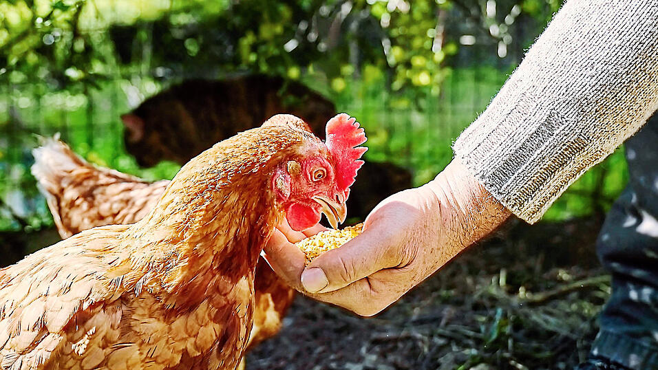 So k&ouml;nnte das auf den &bdquo;Auszeith&ouml;fen&ldquo; aussehen: Im Fr&uuml;hjahr kommenden Jahres soll das Projekt starten, noch k&ouml;nnen sich Landwirte bewerben.