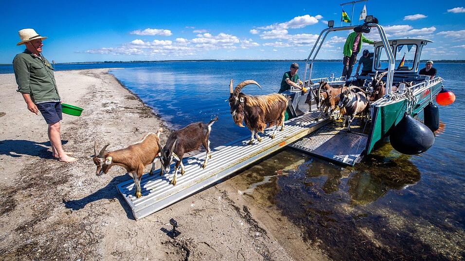 Auf dem Weg zum Job: 22 Ziegen des Vereins Dummersdorfer Ufer sollen in den nächsten Monaten die Vegetation auf der Vogelschutzinsel niedrig halten.