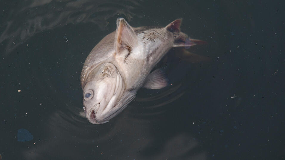 Symbolbild: Paul Zinken/dpa