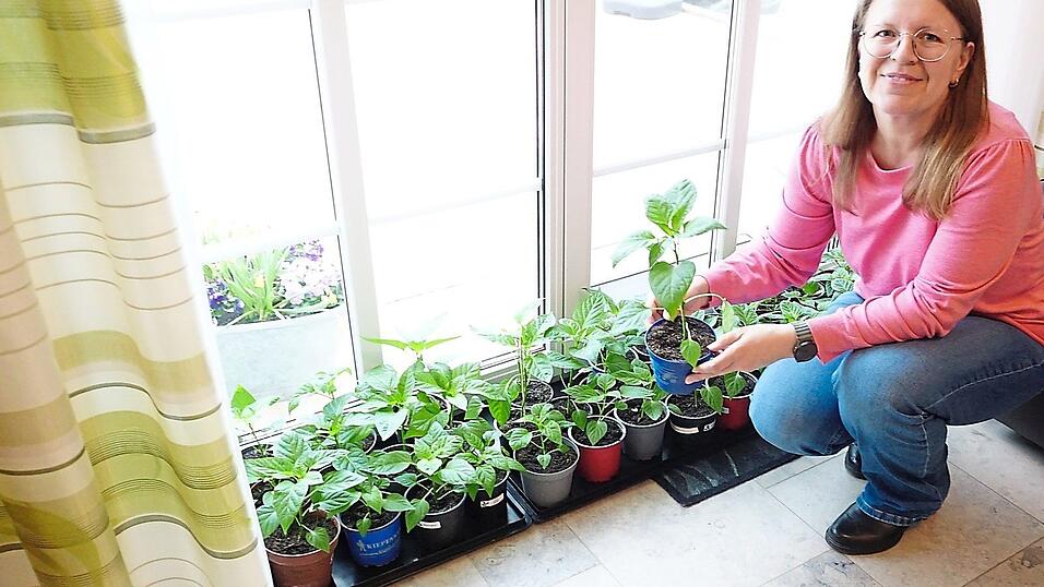 Das Umtopfen hat den Paprika sichtlich gutgetan: Nach rund zehn Wochen sind aus den Samen ordentliche Pfl&auml;nzchen geworden.