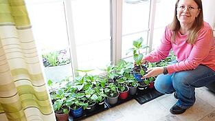 Das Umtopfen hat den Paprika sichtlich gutgetan: Nach rund zehn Wochen sind aus den Samen ordentliche Pfl&auml;nzchen geworden.