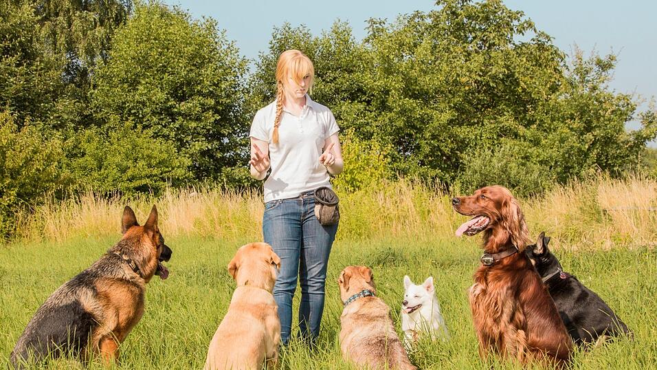 Eine schöne Zeit mit braven Hunden haben: So stellt man sich den Traumjob Hundetrainer vor. Aber: Die Arbeit bringt auch Herausforderungen mit sich. Eine schöne Zeit mit braven Hunden haben: So stellt man sich den Traumjob Hundetrainer vor. Aber: Die Arbeit bringt auch Herausforderungen mit sich.