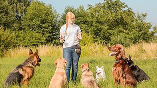 Eine sch&ouml;ne Zeit mit braven Hunden haben: So stellt man sich den Traumjob Hundetrainer vor. Aber: Die Arbeit bringt auch Herausforderungen mit sich.