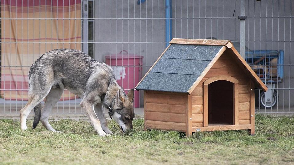 Ein Wolfhund greift einen Jogger an, dieses Mal bei Schorndorf. Die Polizei ermittelt nun gegen die bislang unbekannte Hundehalterin. Ein Wolfhund greift einen Jogger an, dieses Mal bei Schorndorf. Die Polizei ermittelt nun gegen die bislang unbekannte Hundehalterin.