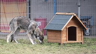 Ein Wolfhund greift einen Jogger an, dieses Mal bei Schorndorf. Die Polizei ermittelt nun gegen die bislang unbekannte Hundehalterin.
