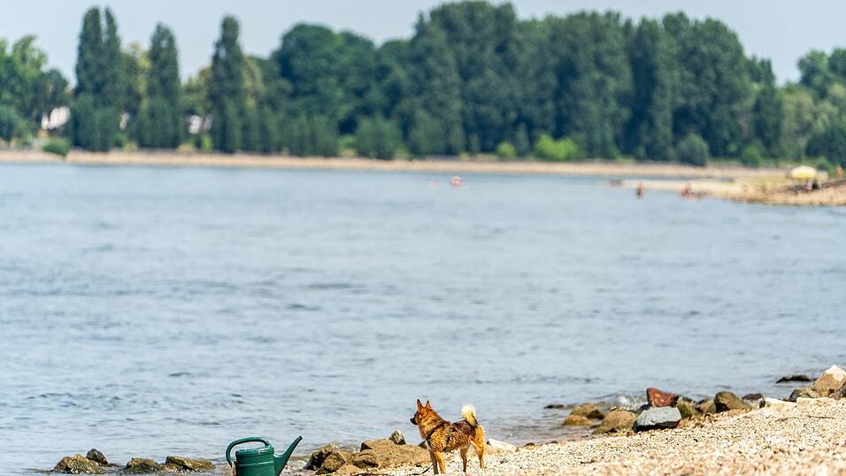Seit Samstagabend werden drei Menschen nach dem Baden im Rhein vermisst. (Archivbild) Seit Samstagabend werden drei Menschen nach dem Baden im Rhein vermisst. (Archivbild)