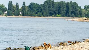 Seit Samstagabend werden drei Menschen nach dem Baden im Rhein vermisst. (Archivbild) Seit Samstagabend werden drei Menschen nach dem Baden im Rhein vermisst. (Archivbild)
