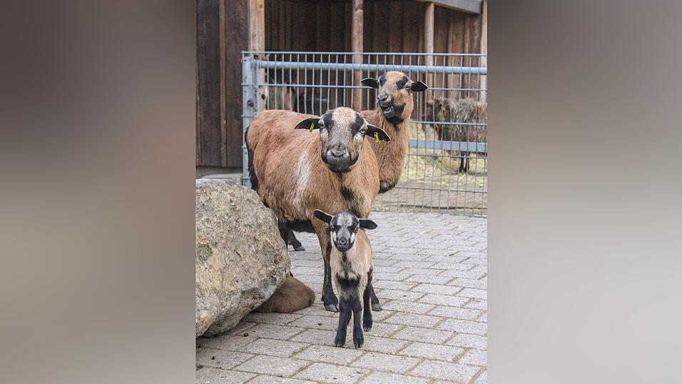 Anders als die Kamerunschafe im Bild hatten die am Sonntagabend von der Polizei bei Osterhofen sichergestellten Tiere keine Ohrmarken. Neben den vier lebenden B&ouml;cken, die ins Tierheim nach Plattling gebracht wurden, fanden die Beamten im Anh&auml;nger Kadaver und Tierteile, Schlachtwerkzeuge und Blut.