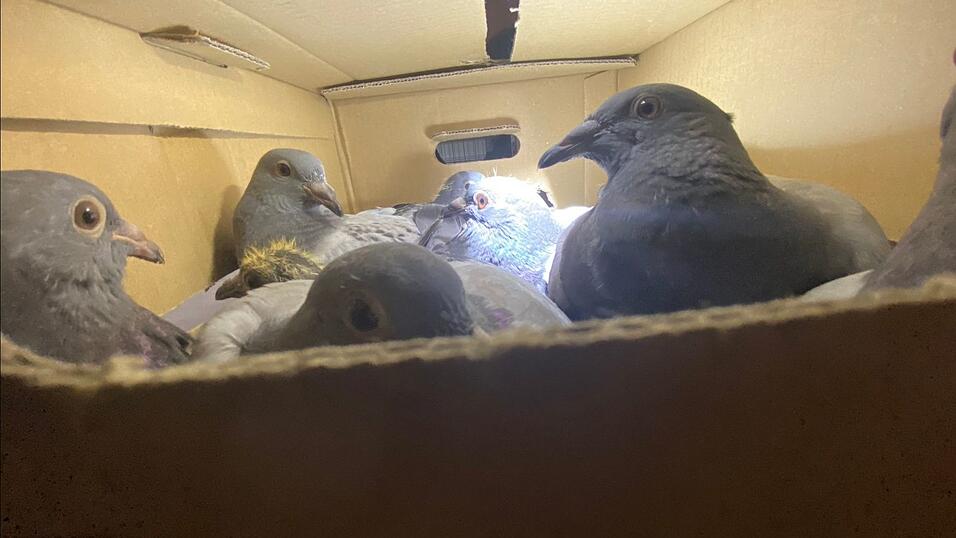 Die Vilshofener Polizei hat mehrere Brieftauben befreit, die in zwei Kartons ohne Nahrung und Wasser gehalten wurden. Die Vilshofener Polizei hat mehrere Brieftauben befreit, die in zwei Kartons ohne Nahrung und Wasser gehalten wurden.