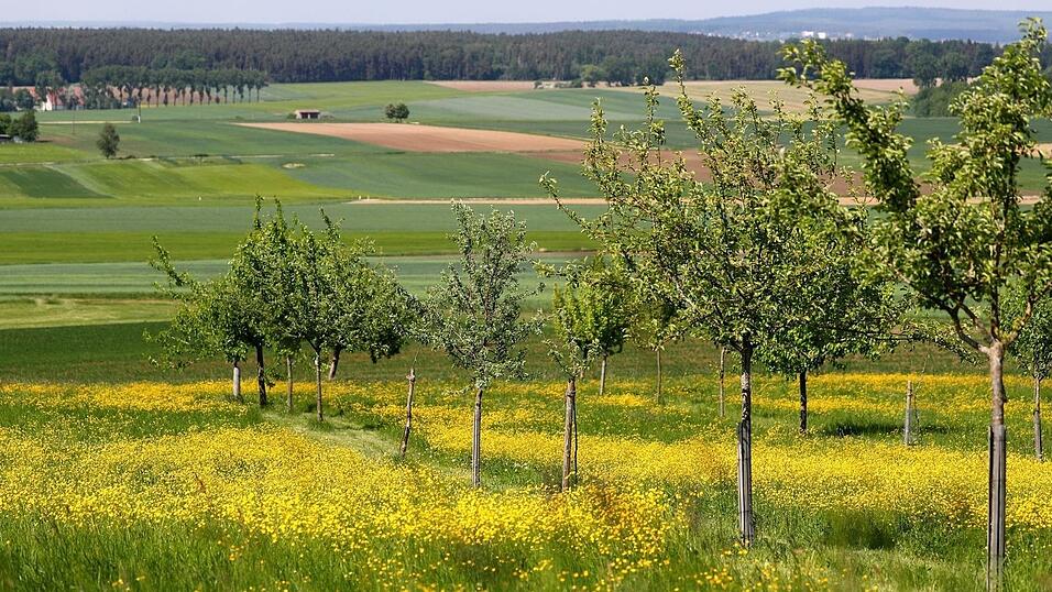 Heute ist der Tag der Streuobstwiese. (Symbolbild)