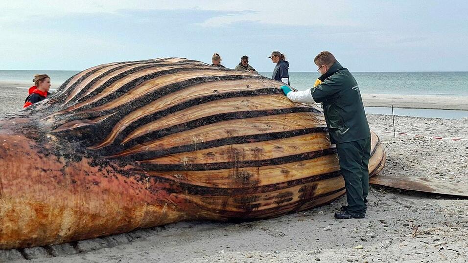 Experten bei der Obduktion des Buckelwals am Strand der Insel Anholt.