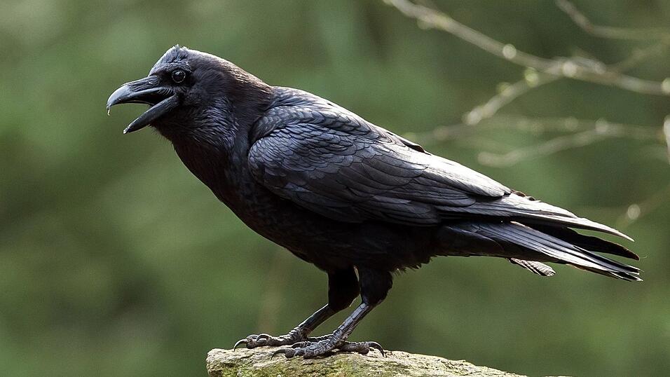 Der Kolkrabe ist der gr&ouml;&szlig;te Singvogel der Welt. (Archivbild)