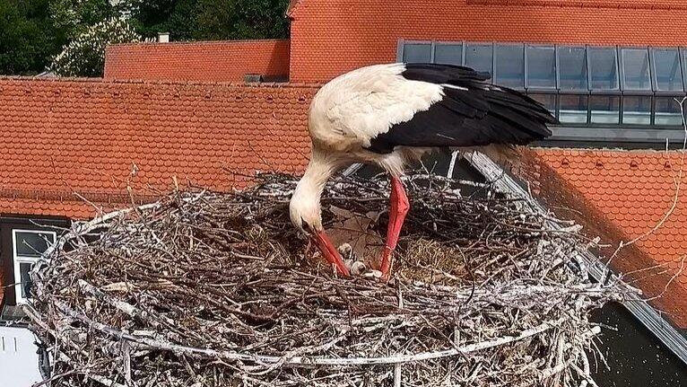 Der Nachwuchs ist geschl&uuml;pft.