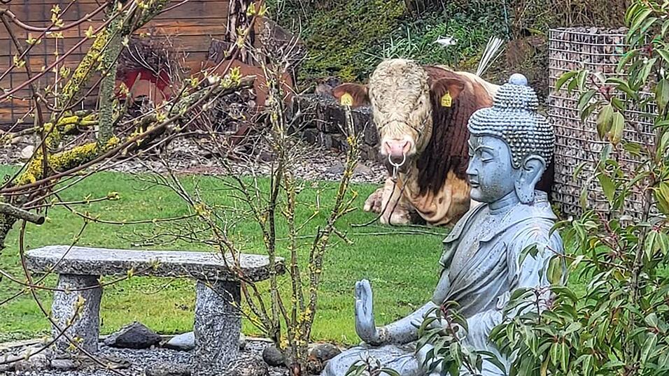 Der ausgebüxte Jungbulle machte es sich im Garten eines Einfamilienhauses bequem. Der ausgebüxte Jungbulle machte es sich im Garten eines Einfamilienhauses bequem.