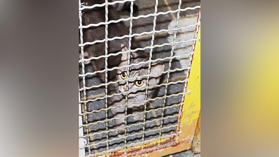 Katze Minka ist als Freigängerin nicht für jede Umgebung geeignet. Katze Minka ist als Freigängerin nicht für jede Umgebung geeignet.