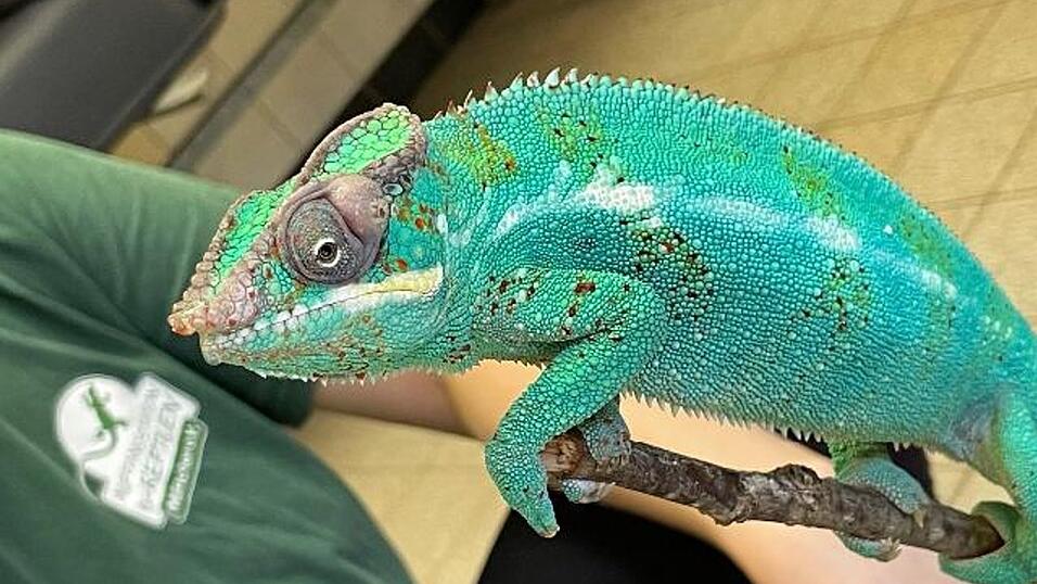 Panthercham&auml;leon Lucifer soll nun in einer Auffangstation wieder aufgep&auml;ppelt werden.