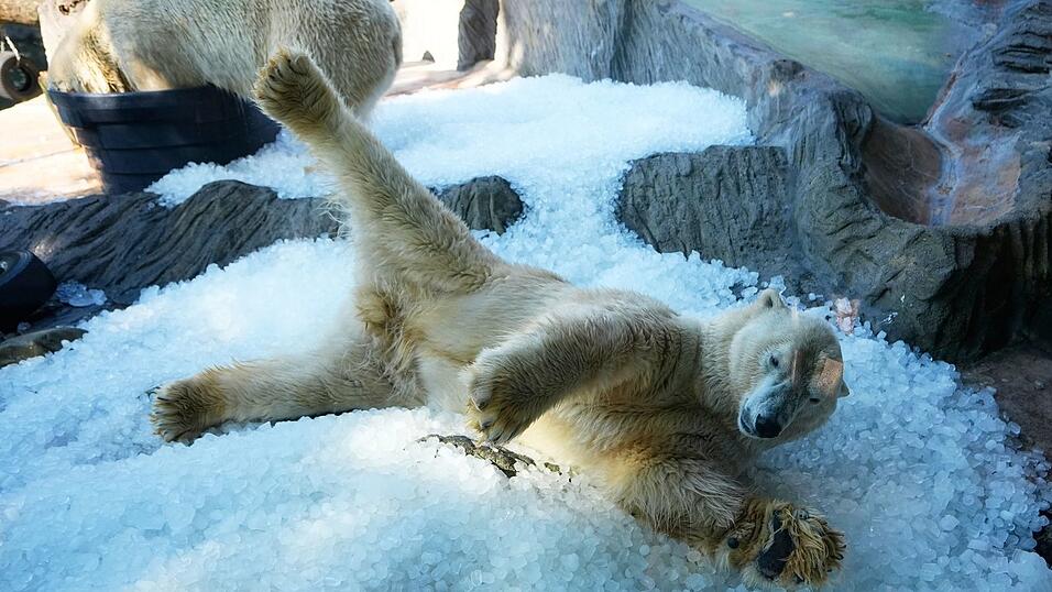 Vor einiger Zeit sind die beiden Eisbären aus Warschau nach Prag umgezogen. Vor einiger Zeit sind die beiden Eisbären aus Warschau nach Prag umgezogen.