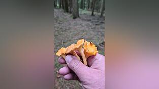 Bedingt durch die feuchte Witterung, wachsen die Schwammerl jetzt wieder. In den letzten trockenen und hei&szlig;en Wochen war man schon &uuml;ber eine Hand voll Pfifferlinge froh.