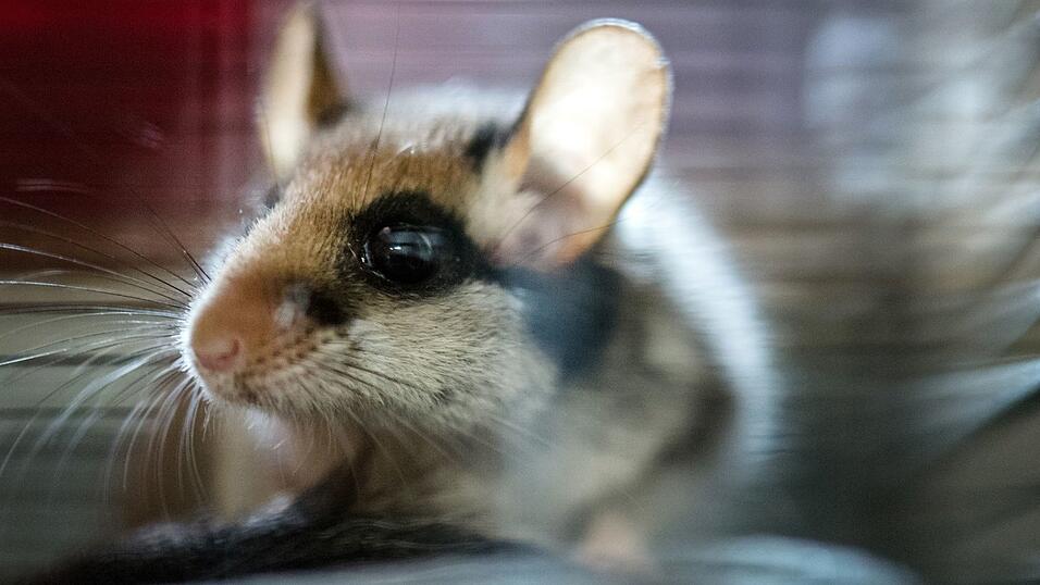 2023 wurde der Gartenschl&auml;fer von den Spenderinnen und Spendern der Deutschen Wildtierstiftung zum Tier des Jahres gew&auml;hlt. (Archivbild)