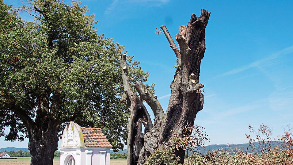Die Linde rechts neben der sogenannten Stadlerkapelle ist nur noch ein Torso. Die Linde rechts neben der sogenannten Stadlerkapelle ist nur noch ein Torso.