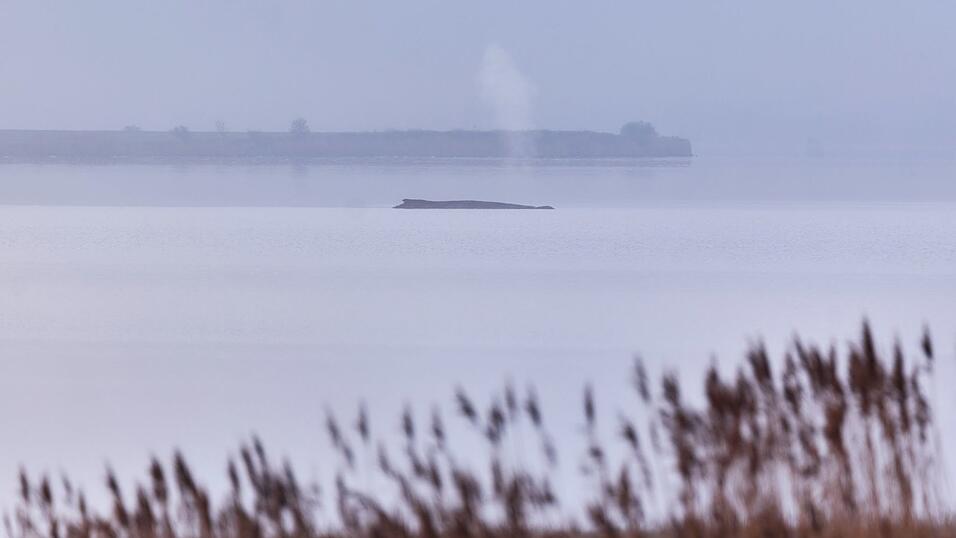 Die Atemfrequenz des Wals war laut Fachleuten zuletzt unregelm&auml;&szlig;ig.