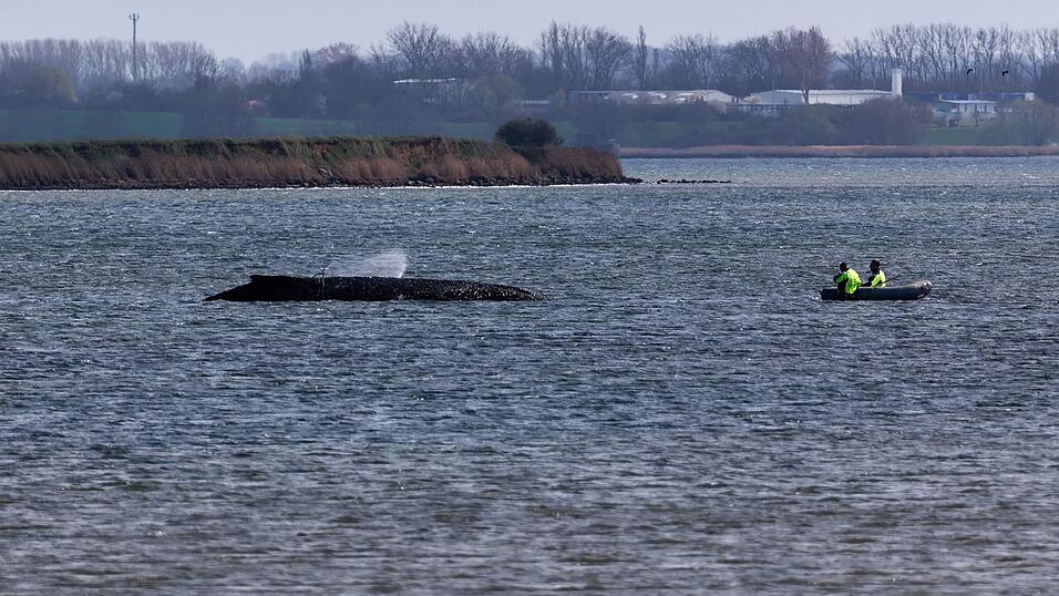 Einsatzkr&auml;fte der Feuerwehr benetzen den R&uuml;cken des Wals, der aus dem Wasser ragt.