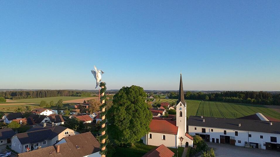 Der Maibaum in Jesendorf: Die Friedenstaube wurde von einem Mitglied des Obst- und Gartenbauvereins mit einem 3D-Drucker erstellt. Der Maibaum in Jesendorf: Die Friedenstaube wurde von einem Mitglied des Obst- und Gartenbauvereins mit einem 3D-Drucker erstellt.
