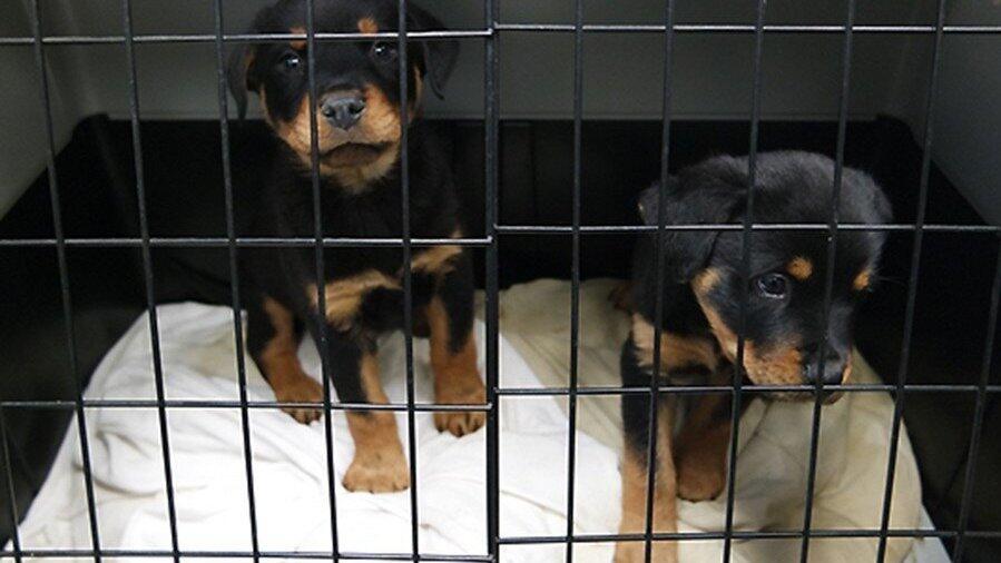 Auch diese Hundebabys entgehen dem f&uuml;r sie wohl t&ouml;dlichen R&uuml;cktransport. Sie befinden sich jetzt in der Obhut des N&uuml;rnberger Tierheims.