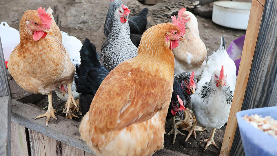 Hühner in einem Stall. Eine Impfung könnte sie vor einer Infektion mit dem Vogelgrippe-Virus schützen. Die EU-rechtlichen Grundlagen dafür gibt es, allerdings fehlt bislang eine nationale Impfstrategie.