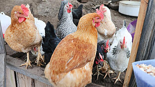 Hühner in einem Stall. Eine Impfung könnte sie vor einer Infektion mit dem Vogelgrippe-Virus schützen. Die EU-rechtlichen Grundlagen dafür gibt es, allerdings fehlt bislang eine nationale Impfstrategie.
