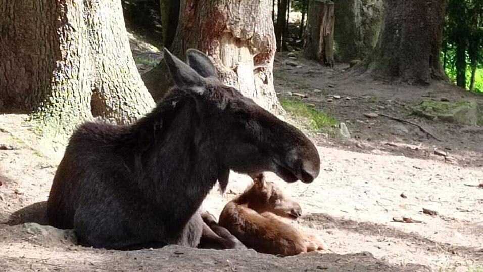 Elchkuh &bdquo;Sophie&ldquo; und ihr &bdquo;Sonntagskind&ldquo;, das erst vor einer Woche geboren wurde.