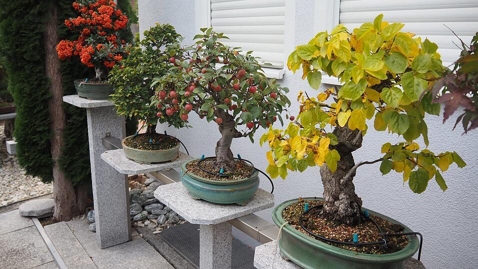 huge bonsai tree Big Bonsai Tree