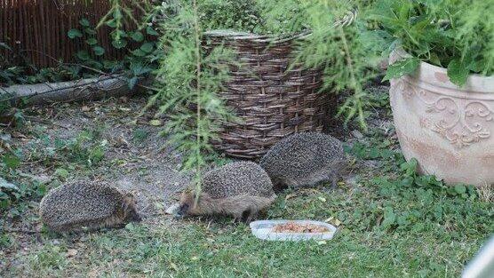 M&uuml;nchnerau, drei Igel im Garten.&nbsp;