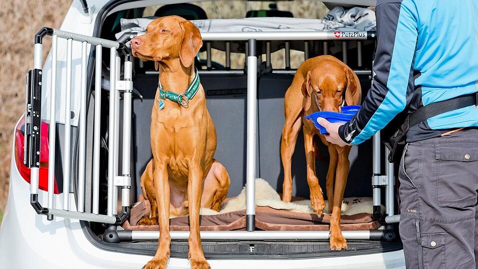 Hinter einem Transportgitter reisen Hunde im Auto besonders sicher. Hinter einem Transportgitter reisen Hunde im Auto besonders sicher.