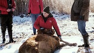 Nach etwa einem halben Jahr ist die Kuh Arielle eingefangen worden. (Handout) Nach etwa einem halben Jahr ist die Kuh Arielle eingefangen worden. (Handout)