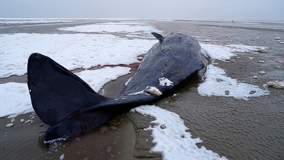 In Dänemark sind mehrere Wale gestrandet. In Dänemark sind mehrere Wale gestrandet.
