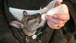 Das Känguru-Baby wird per Flasche mit spezieller Känguru-Milch gefüttert. Das Känguru-Baby wird per Flasche mit spezieller Känguru-Milch gefüttert.